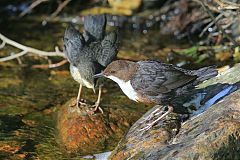 White-throated Dipper